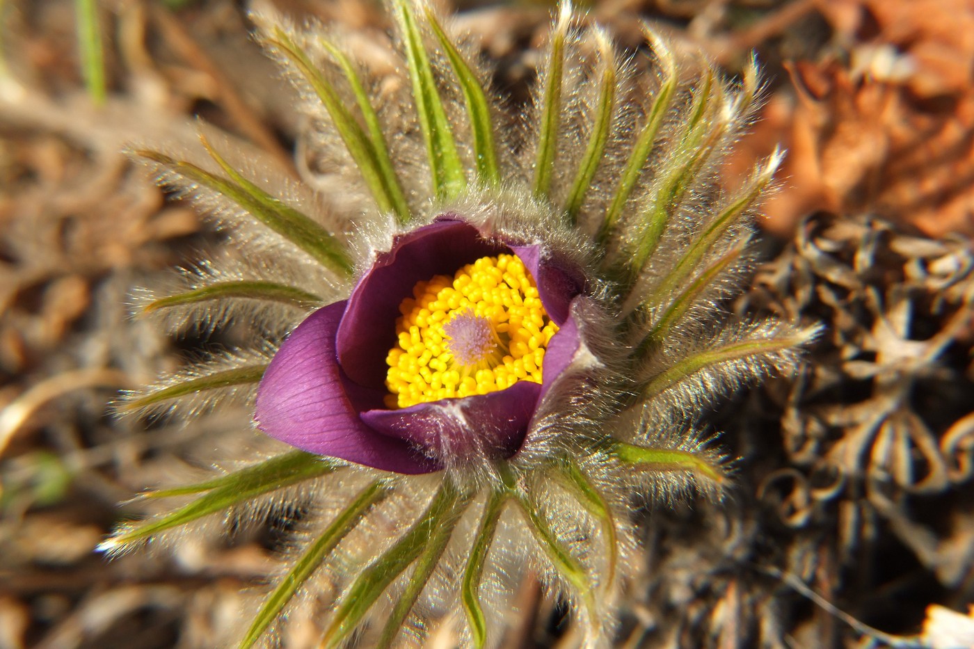 Image of Pulsatilla multifida specimen.