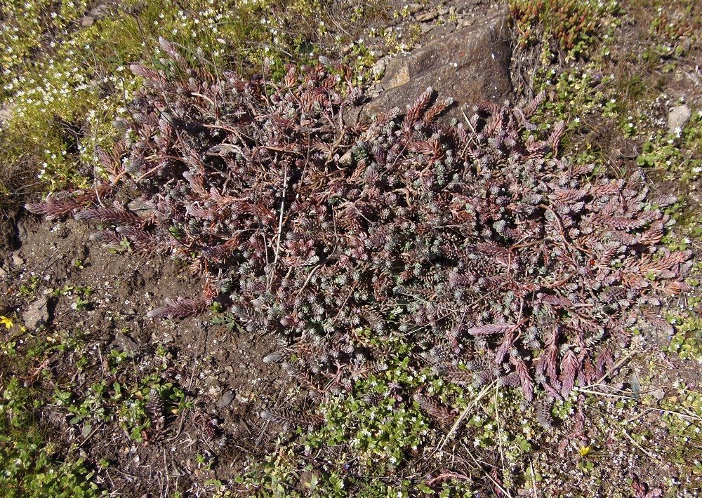 Image of Sedum reflexum specimen.