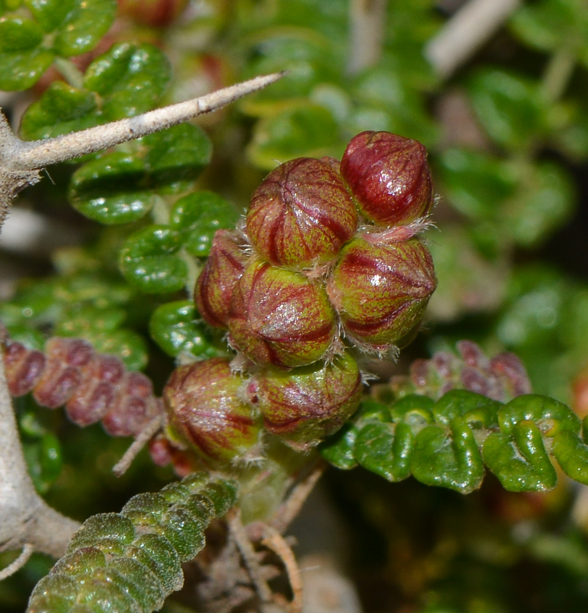 Изображение особи Sarcopoterium spinosum.