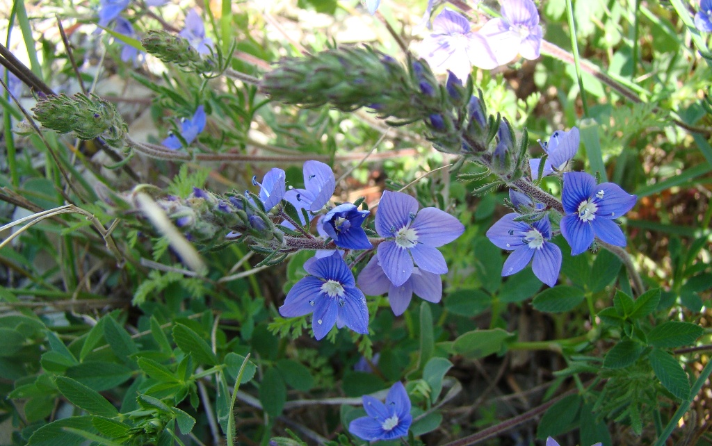 Image of Veronica multifida specimen.