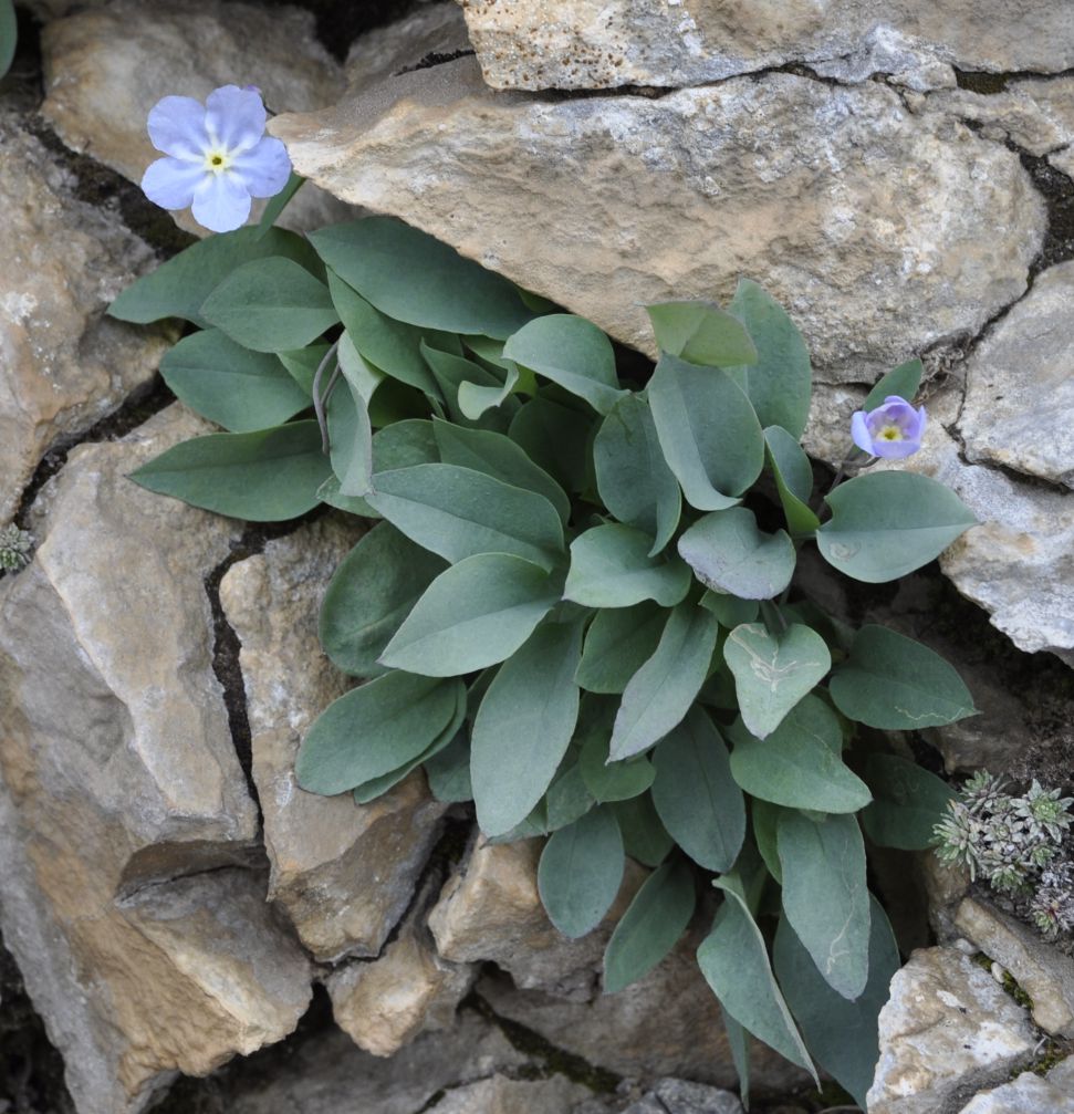 Image of Omphalodes luciliae ssp. scopulorum specimen.