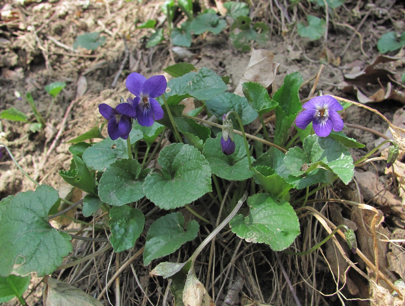 Изображение особи Viola dehnhardtii.