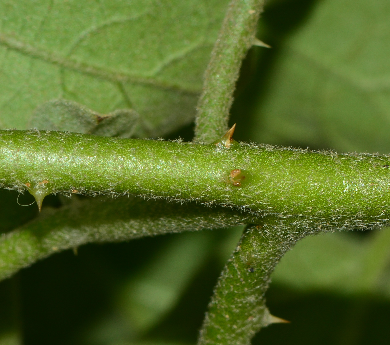 Изображение особи Solanum undatum.