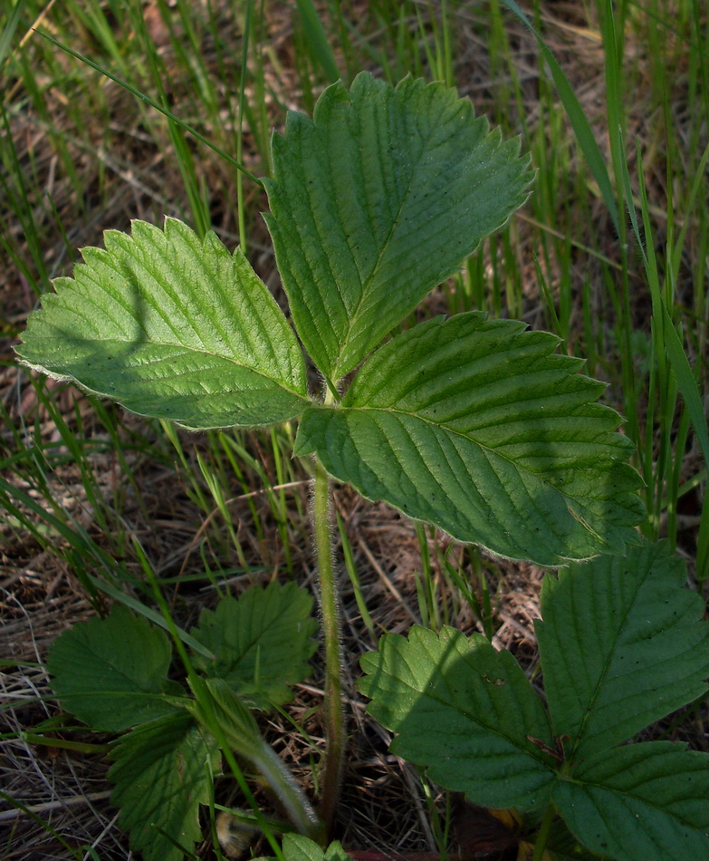 Изображение особи Fragaria &times; ananassa.