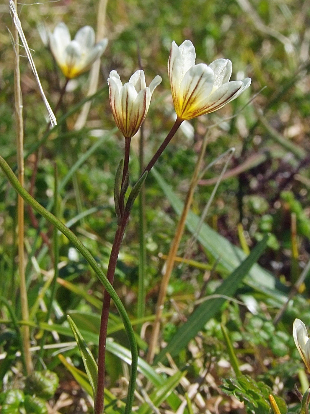 Image of Lloydia serotina specimen.