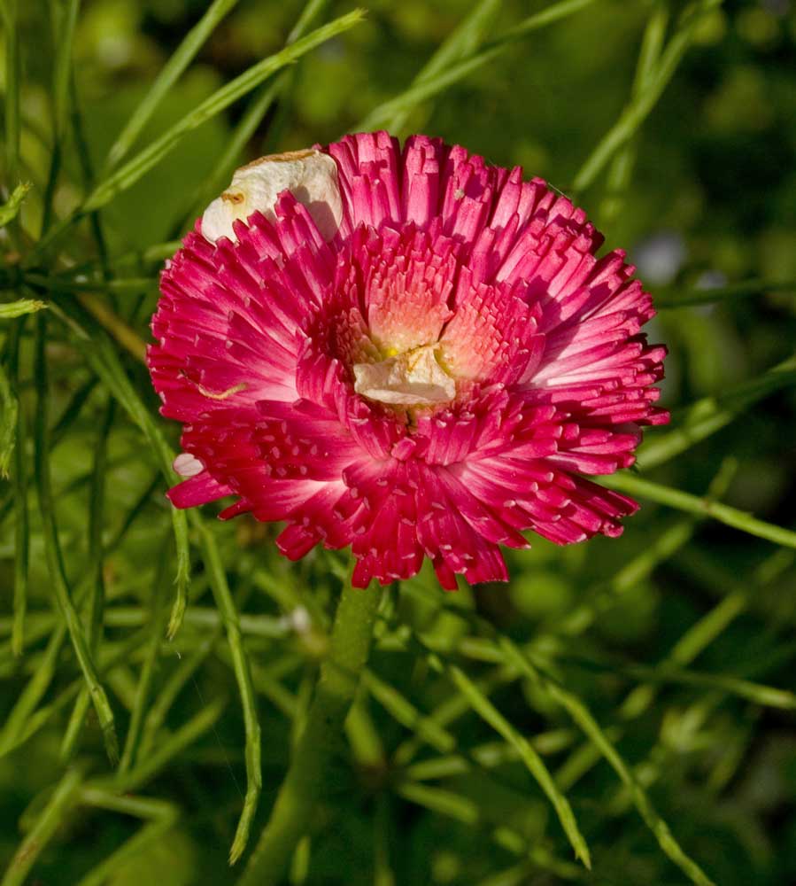 Image of Bellis perennis specimen.