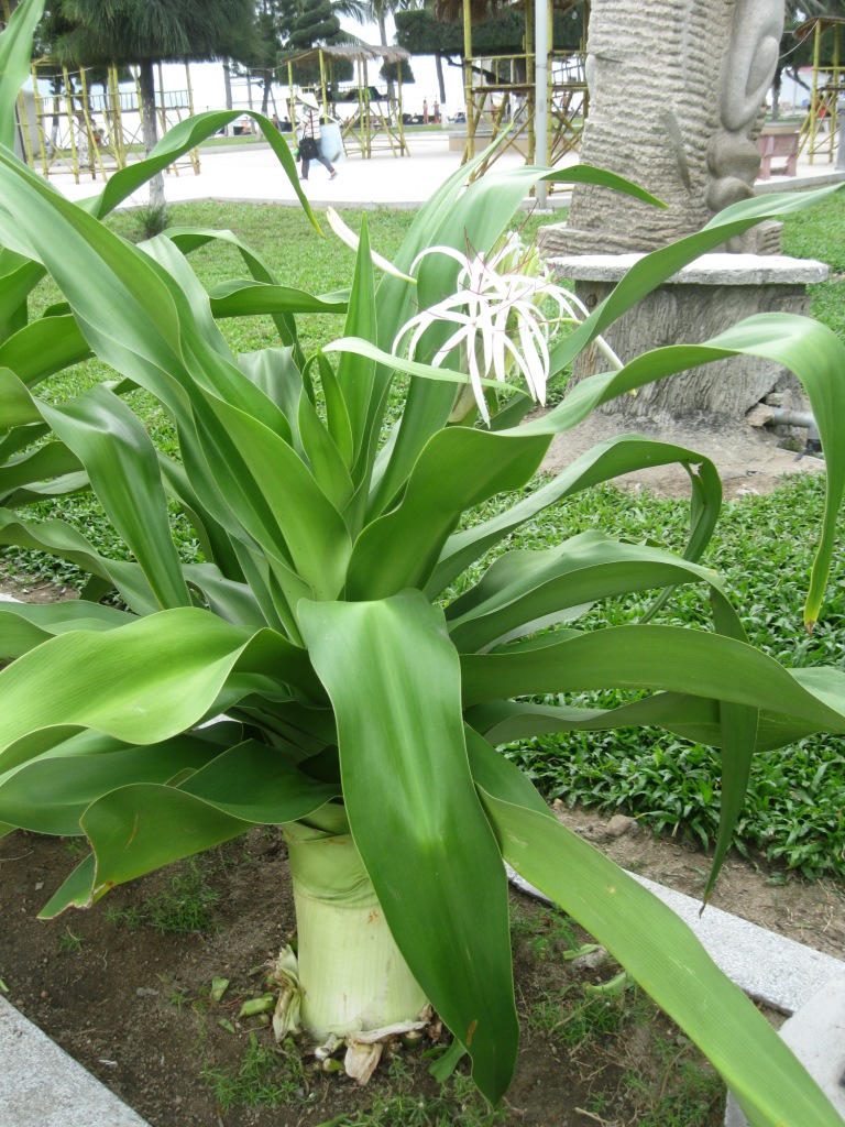 Изображение особи Crinum asiaticum.