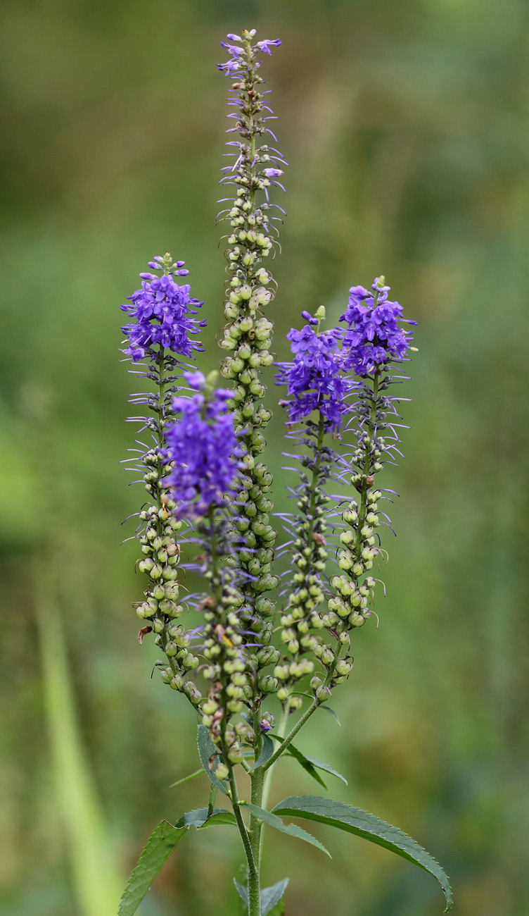 Image of Veronica longifolia specimen.