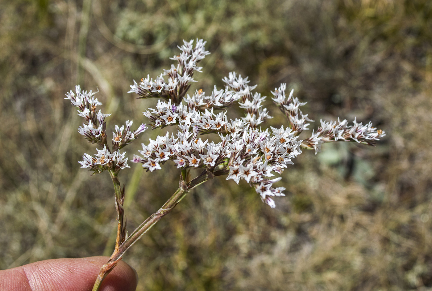 Image of Goniolimon platypterum specimen.