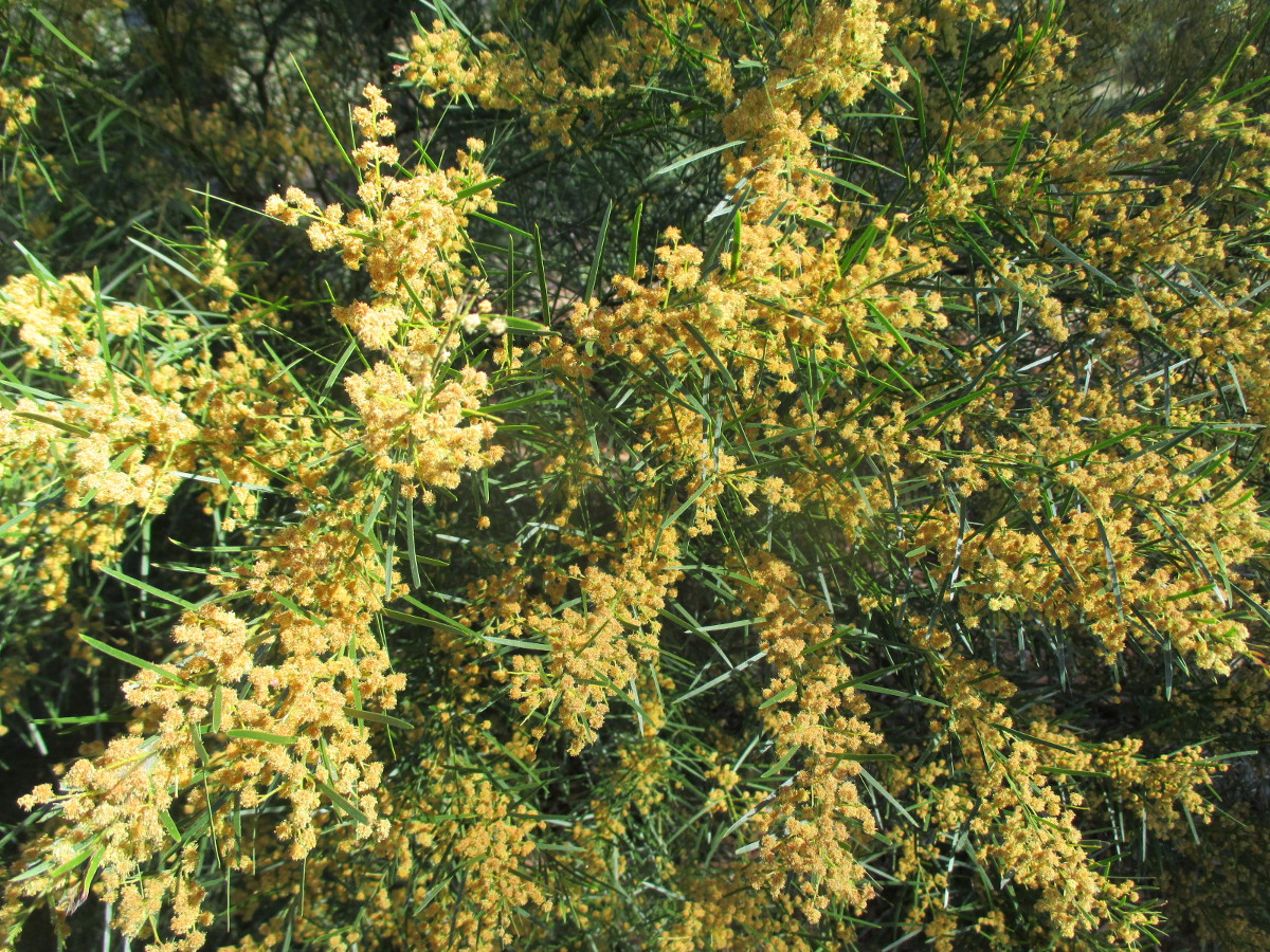 Image of Acacia fimbriata specimen.