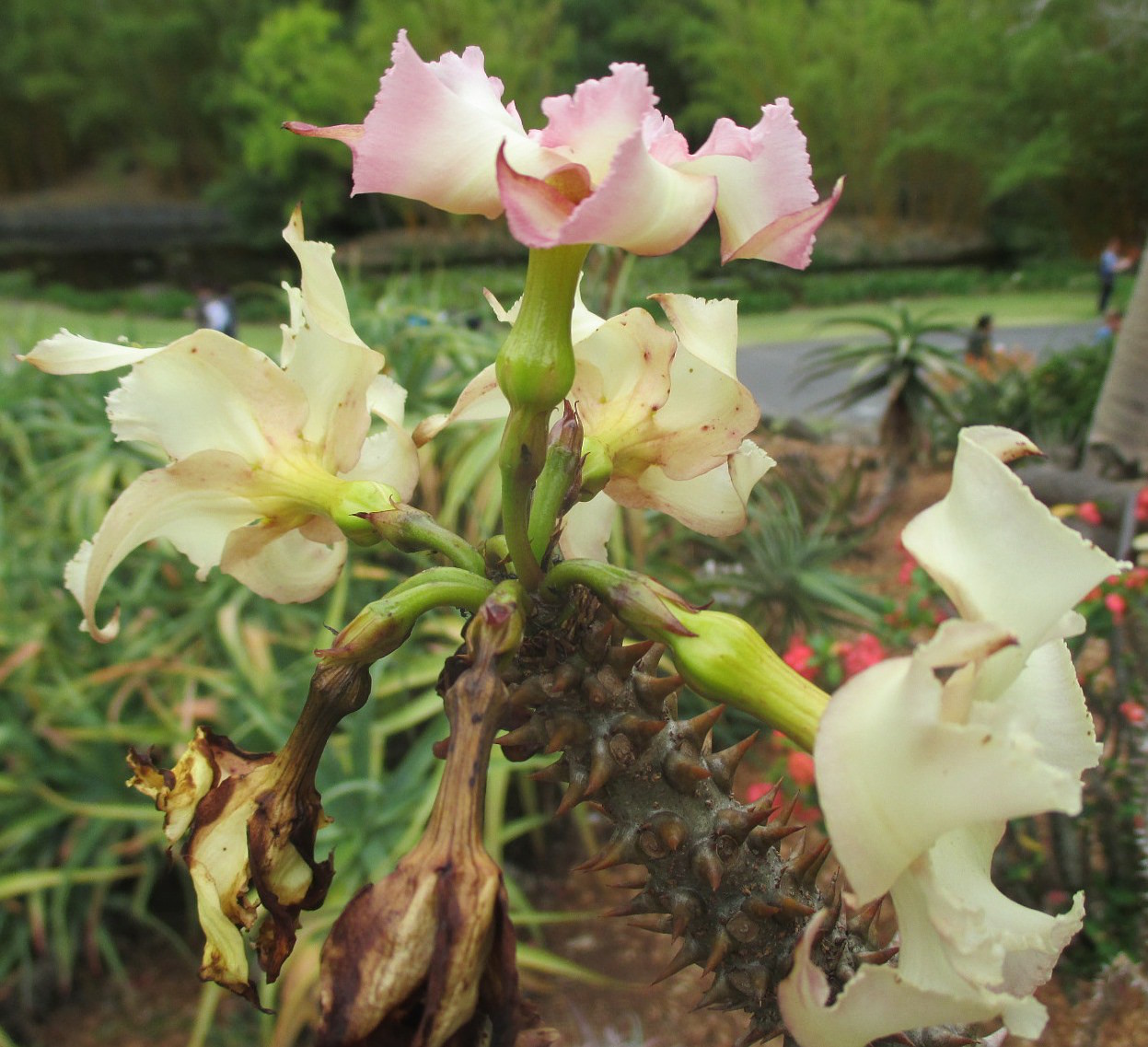 Image of Pachypodium rutenbergianum specimen.