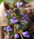 Glechoma hederacea