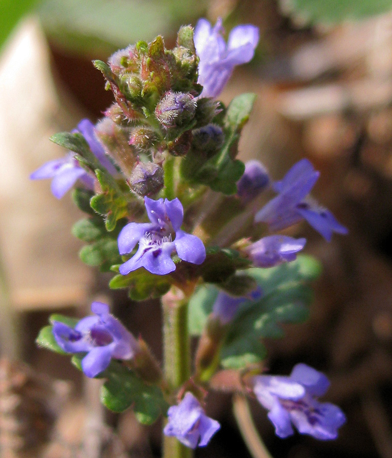 Image of Glechoma hederacea specimen.