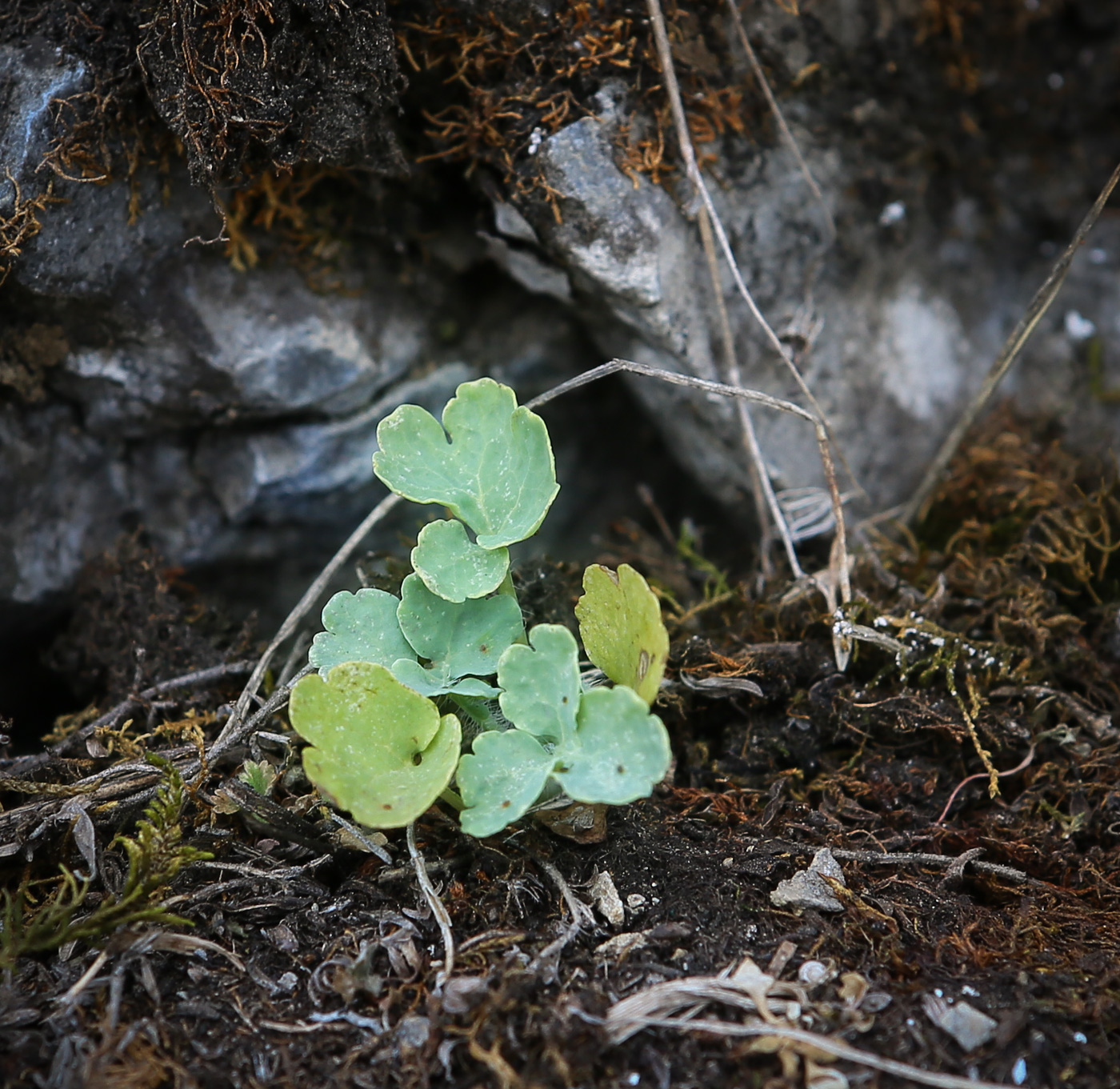 Image of Chelidonium majus specimen.