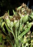 Смотреть изображение Saussurea odontolepis