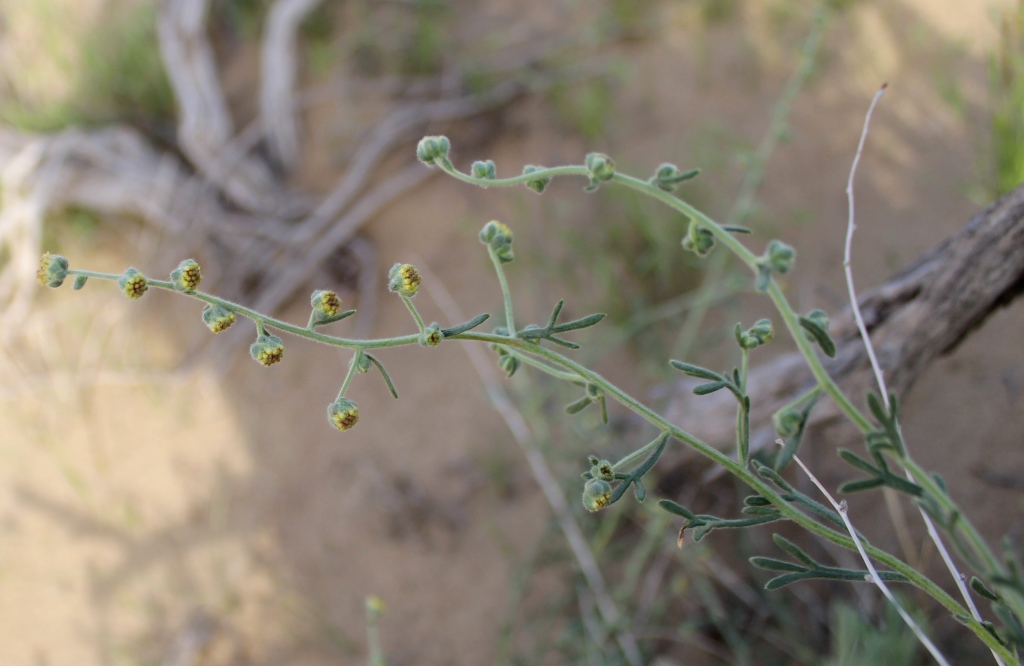 Image of Mausolea eriocarpa specimen.