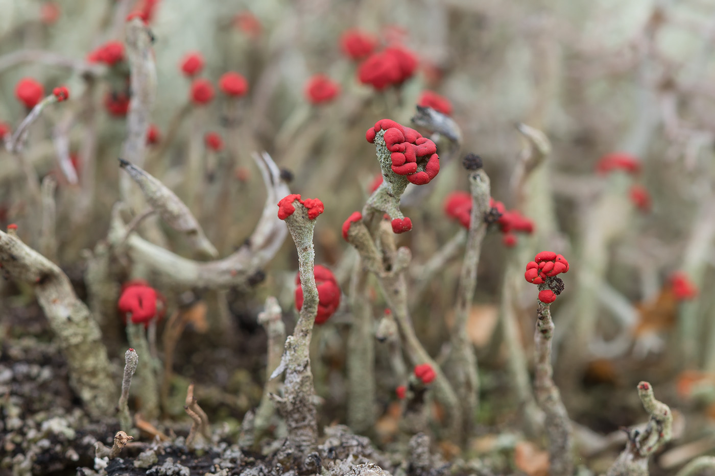 Image of Cladonia macilenta specimen.