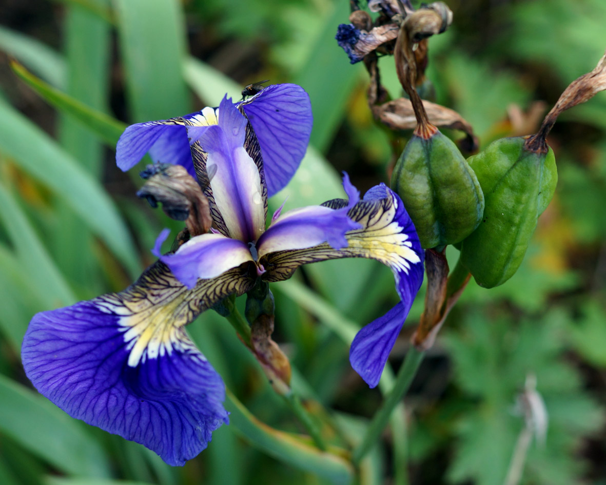 Image of Iris setosa specimen.