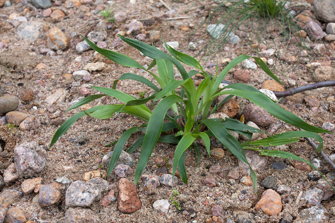 Image of Luzula pilosa specimen.