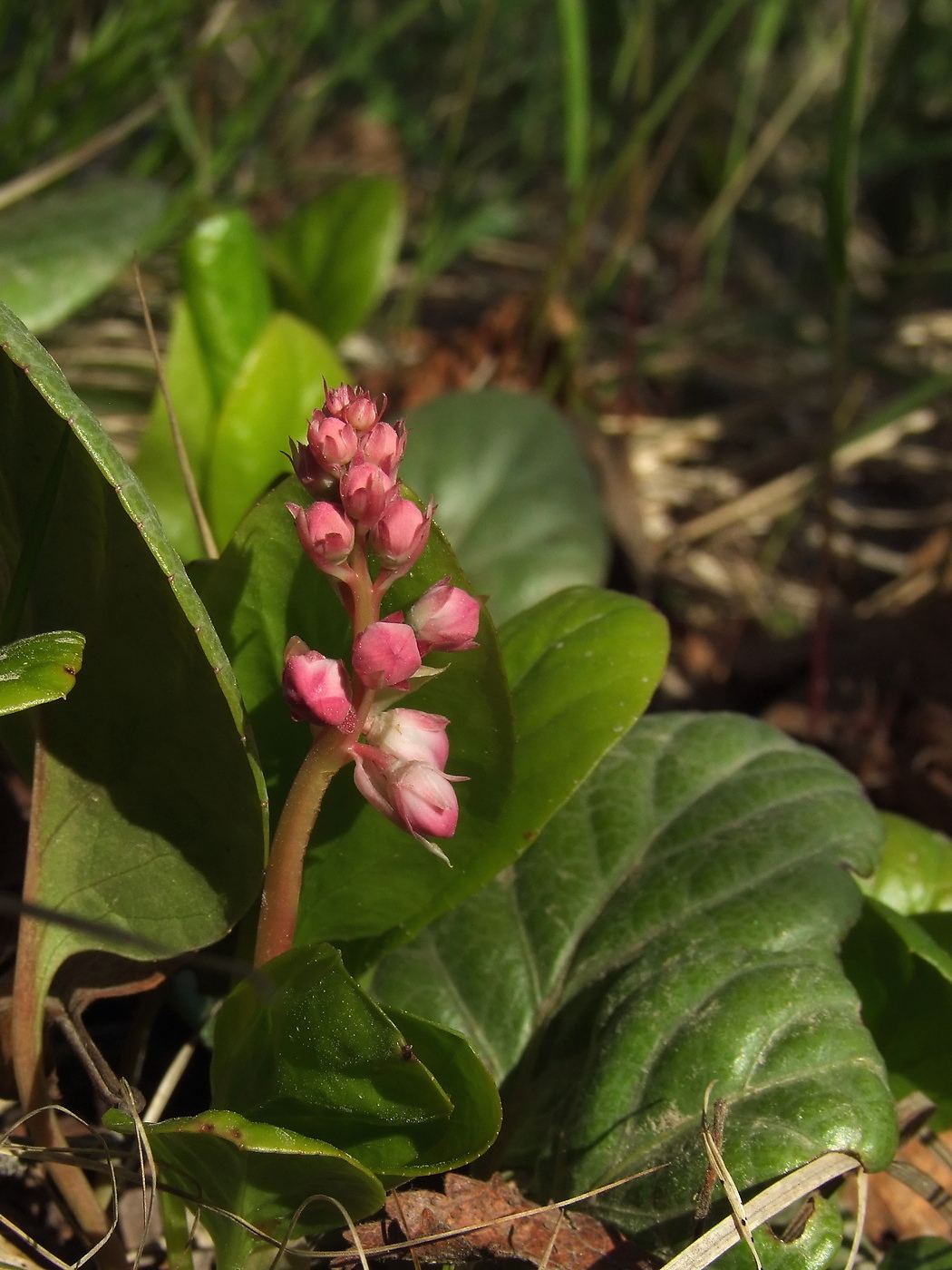 Image of Pyrola incarnata specimen.