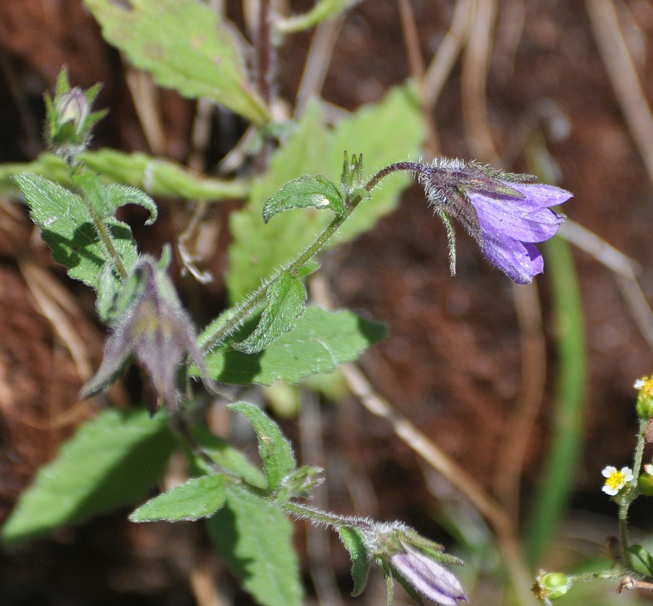 Image of genus Campanula specimen.