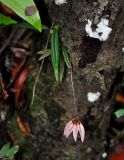 Bulbophyllum flabellum-veneris. Цветущее растение. Малайзия, о-в Калимантан, национальный парк Бако, песчаниковое плато, ≈ 100 м н.у.м., заболоченный \"верещатниковый\" лес, на стволе дерева. 10.05.2017.