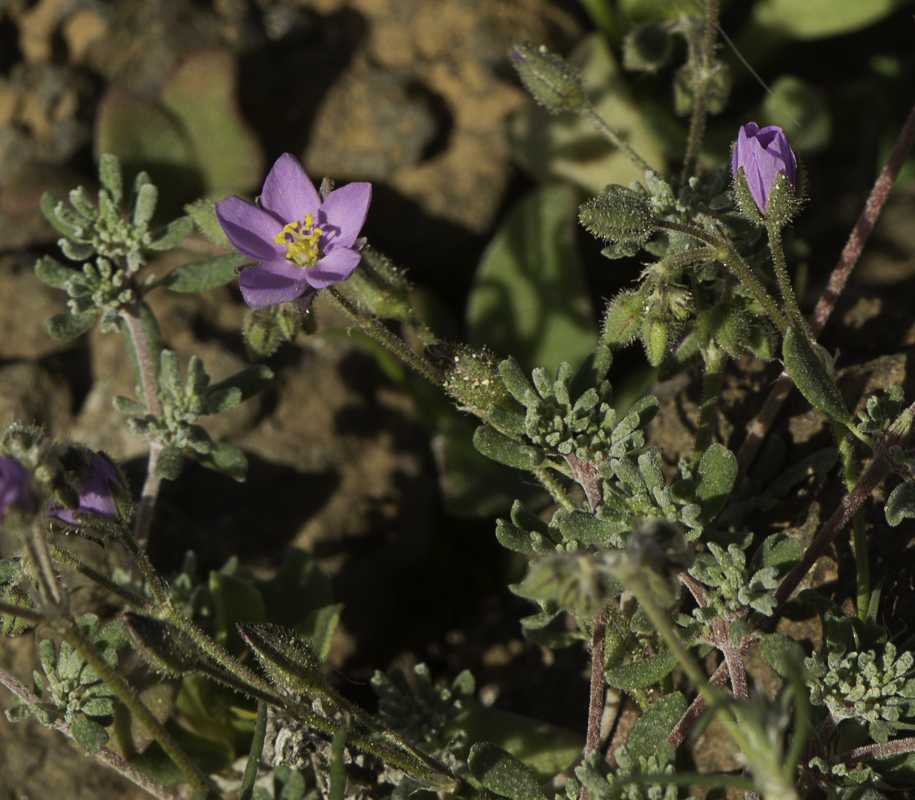 Image of Spergularia fimbriata specimen.