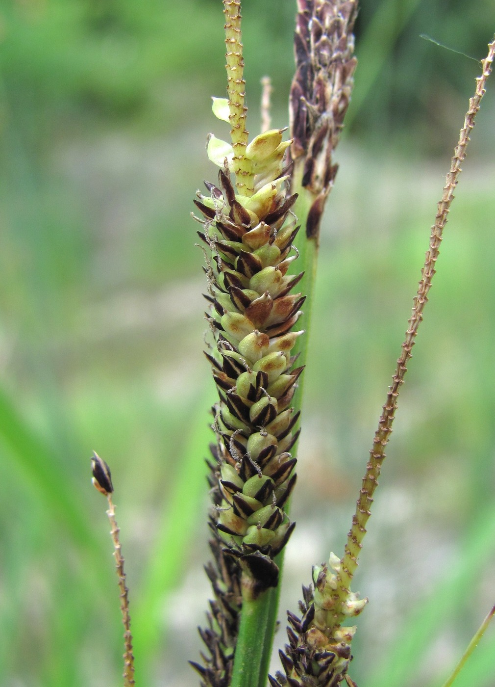Изображение особи Carex buekii.