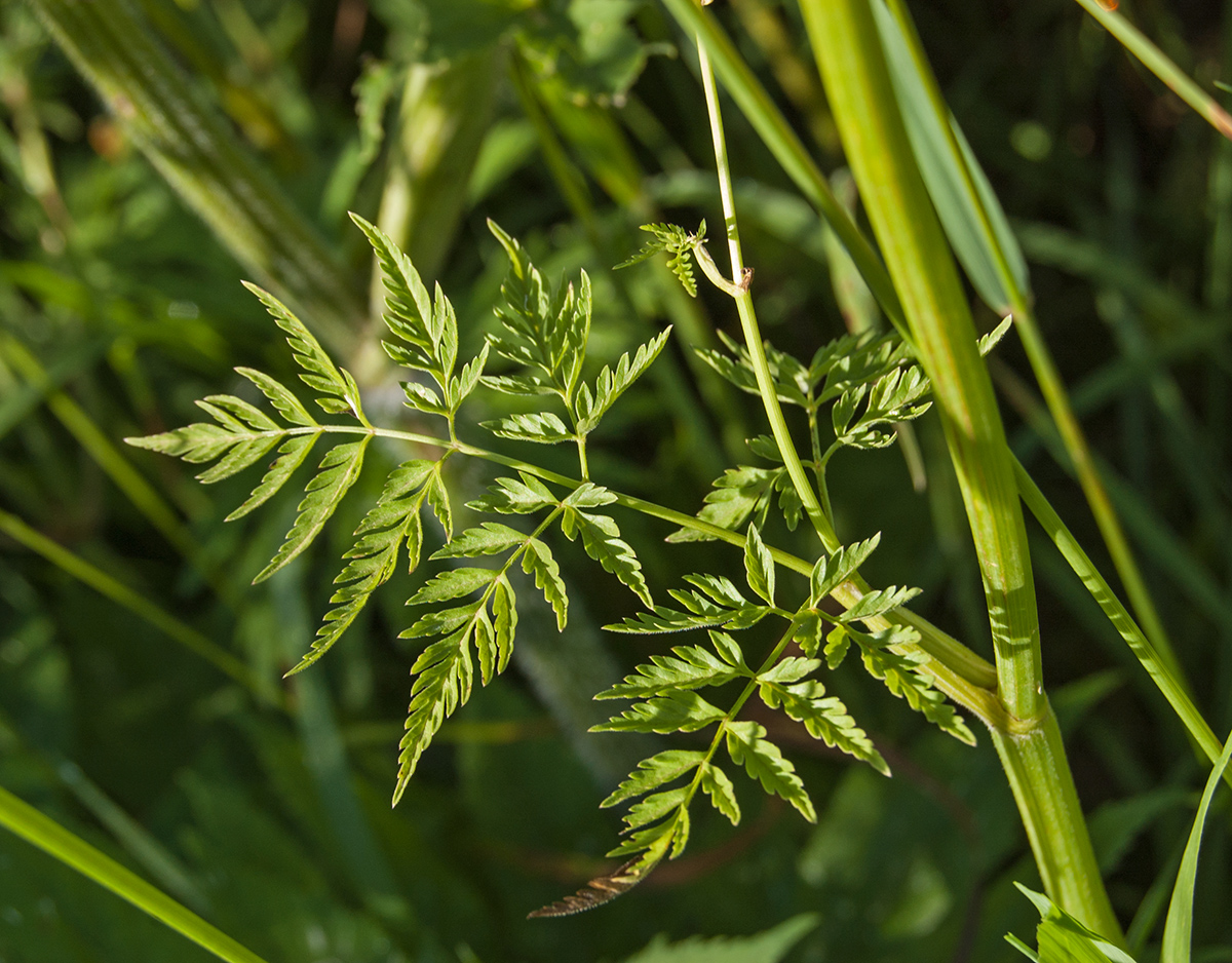 Изображение особи Anthriscus sylvestris.