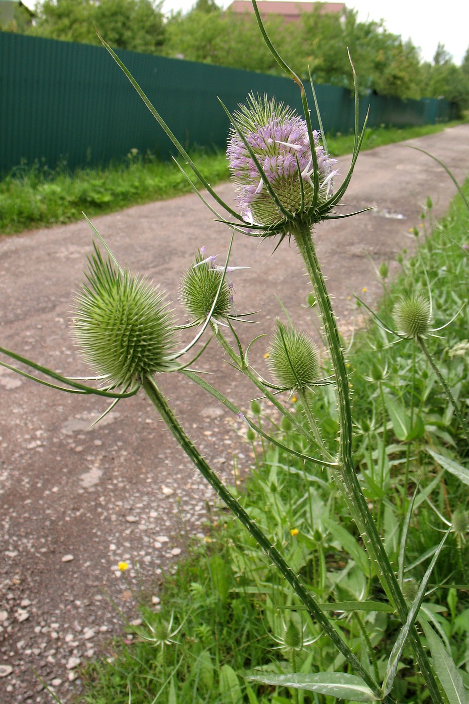 Изображение особи Dipsacus fullonum.