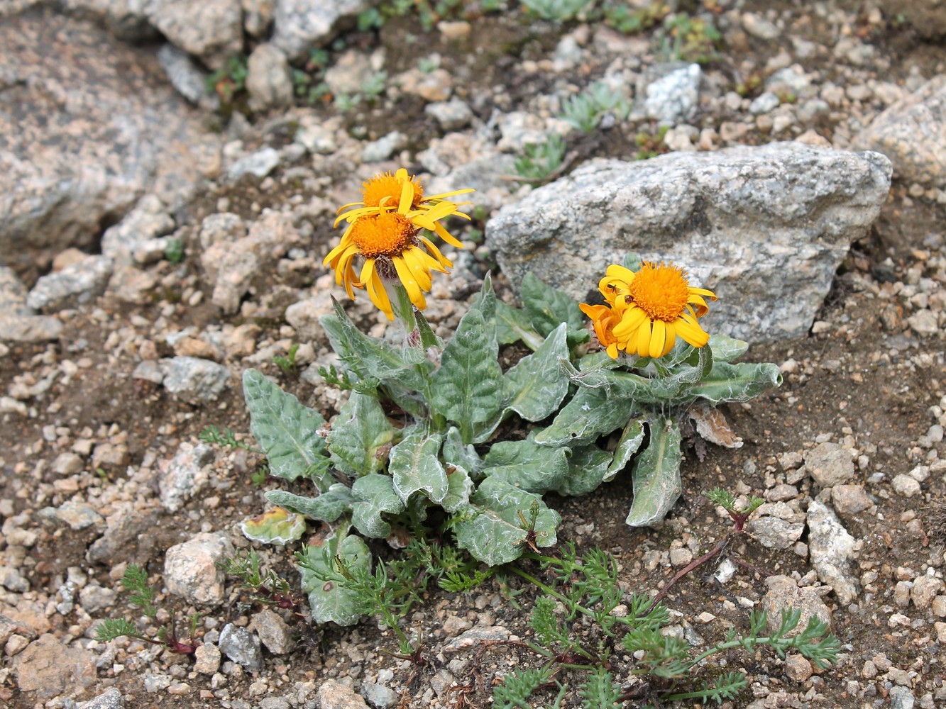 Image of Tephroseris karjaginii specimen.