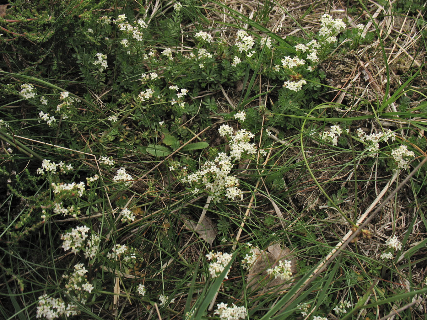 Image of Galium saxatile specimen.