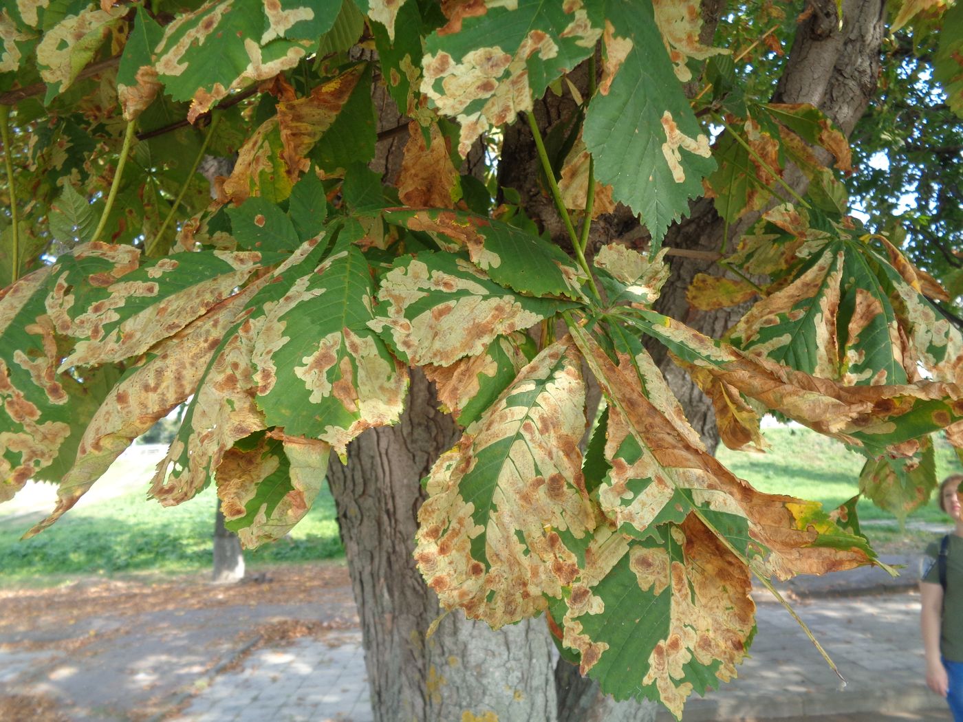 Image of Aesculus hippocastanum specimen.