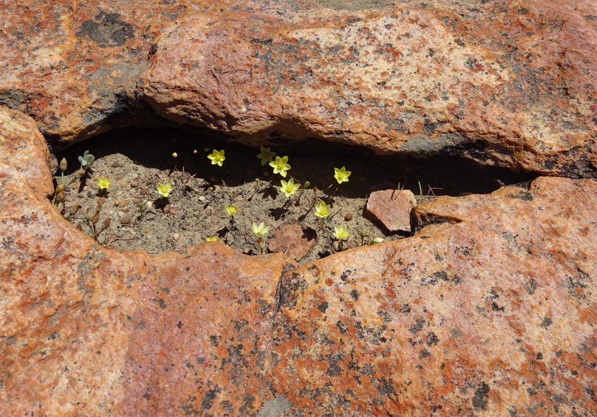 Image of Ornithogalum rupestre specimen.