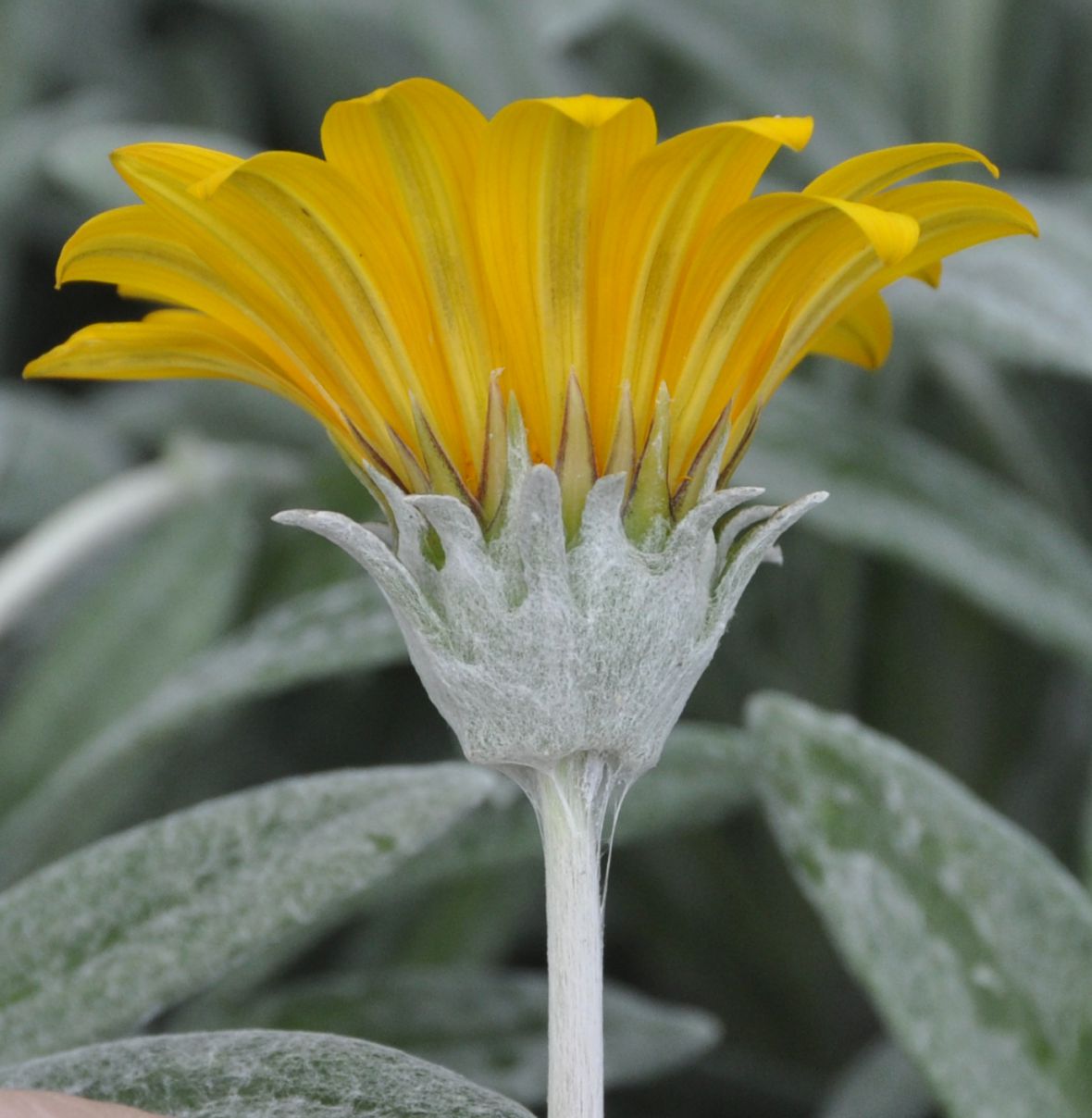 Изображение особи Gazania rigens var. leucolaena.