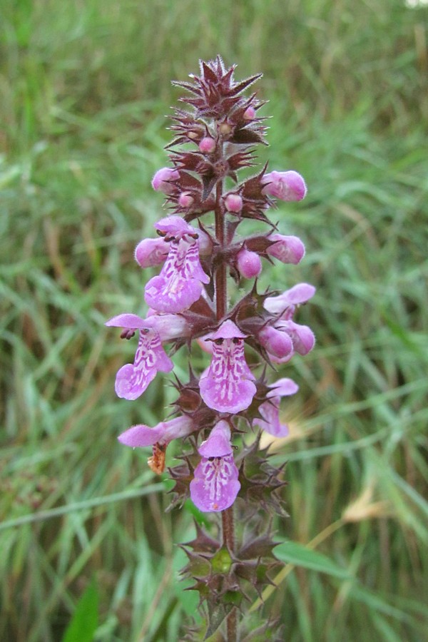 Изображение особи Stachys palustris.