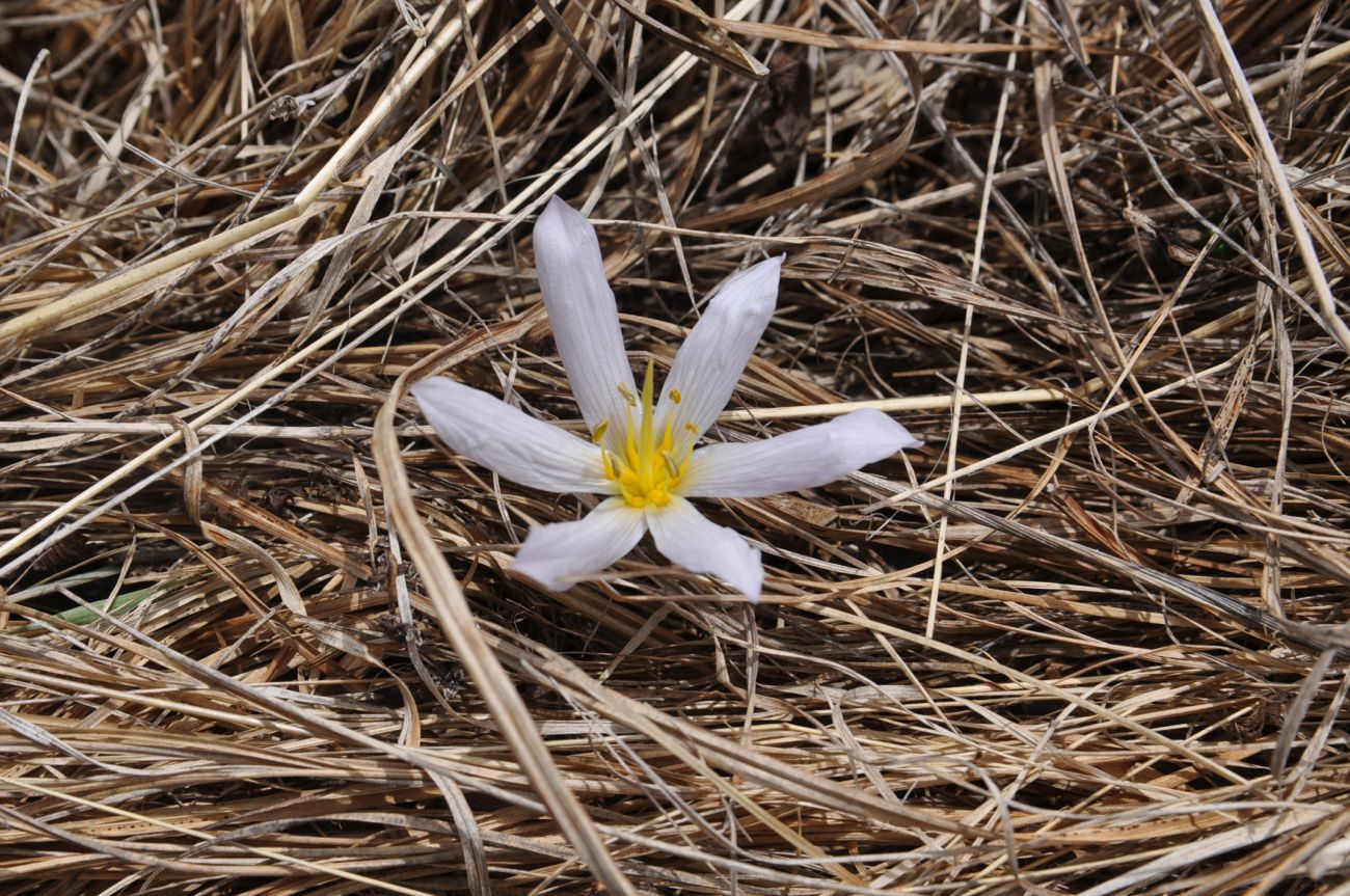 Изображение особи род Colchicum.