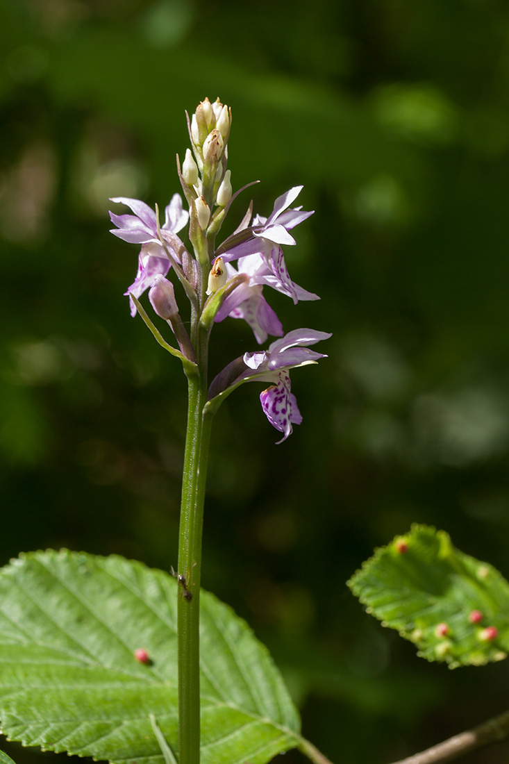 Image of Dactylorhiza fuchsii specimen.