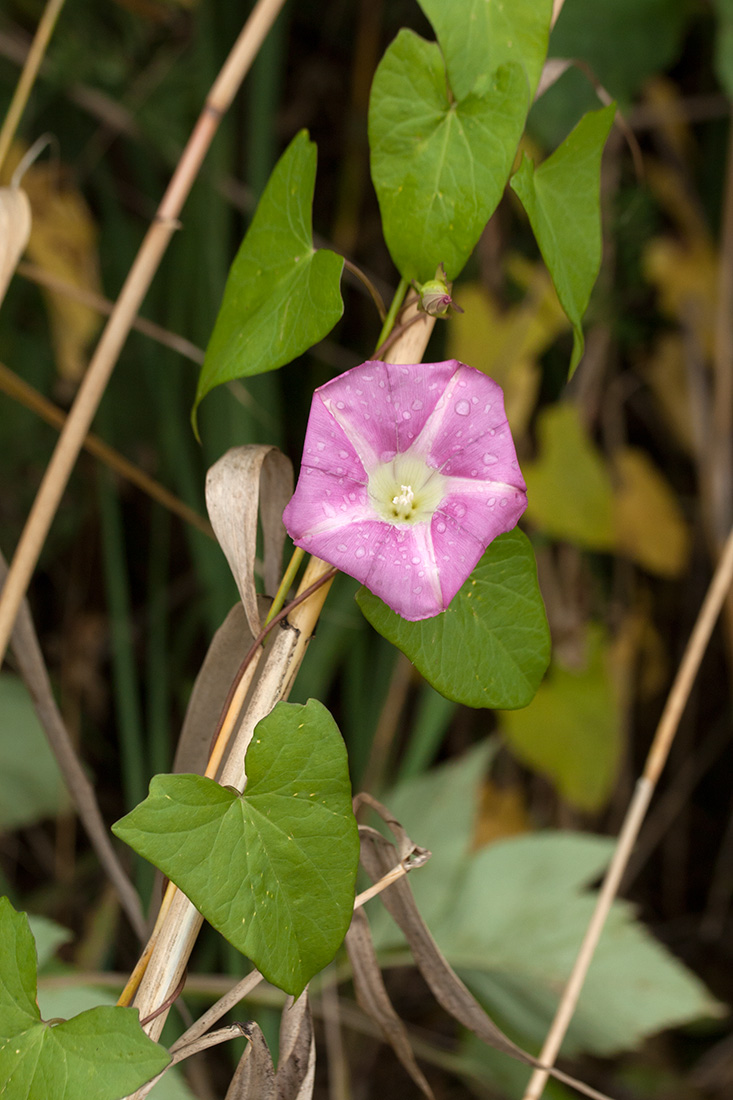 Image of Calystegia spectabilis specimen.