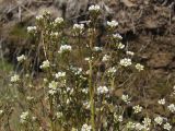 Cochlearia officinalis. Верхушка цветущего и плодоносящего растения на берегу зарастающей протоки. Магаданская обл., Ольский р-н, окр. пгт Ола, вблизи устья р. Ола. 12.07.2019.