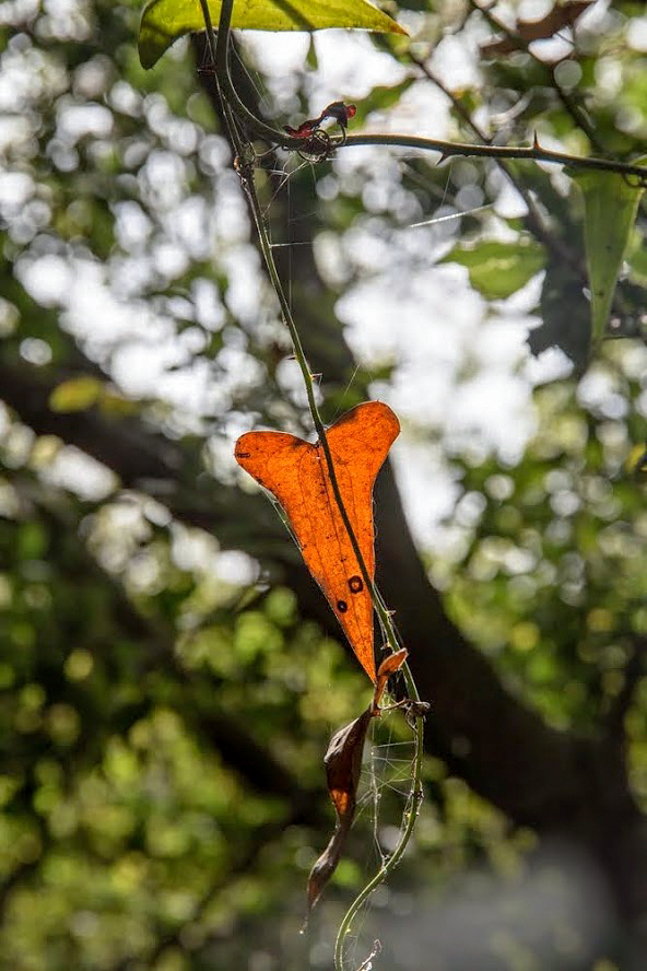 Image of Smilax aspera specimen.