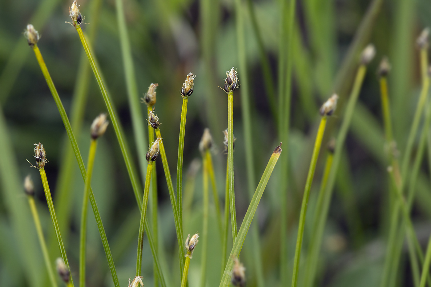 Изображение особи Trichophorum cespitosum.