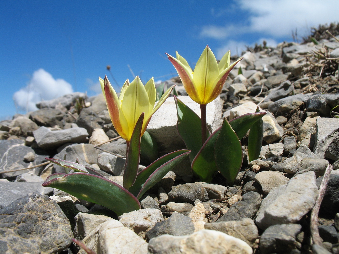 Image of Tulipa berkariensis specimen.