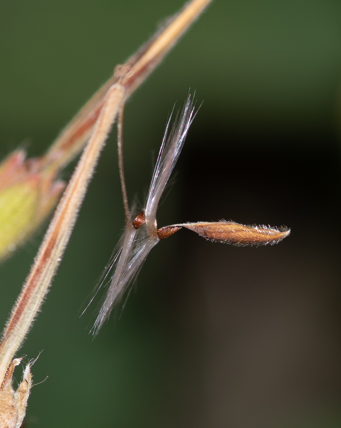 Image of Pelargonium hortorum specimen.