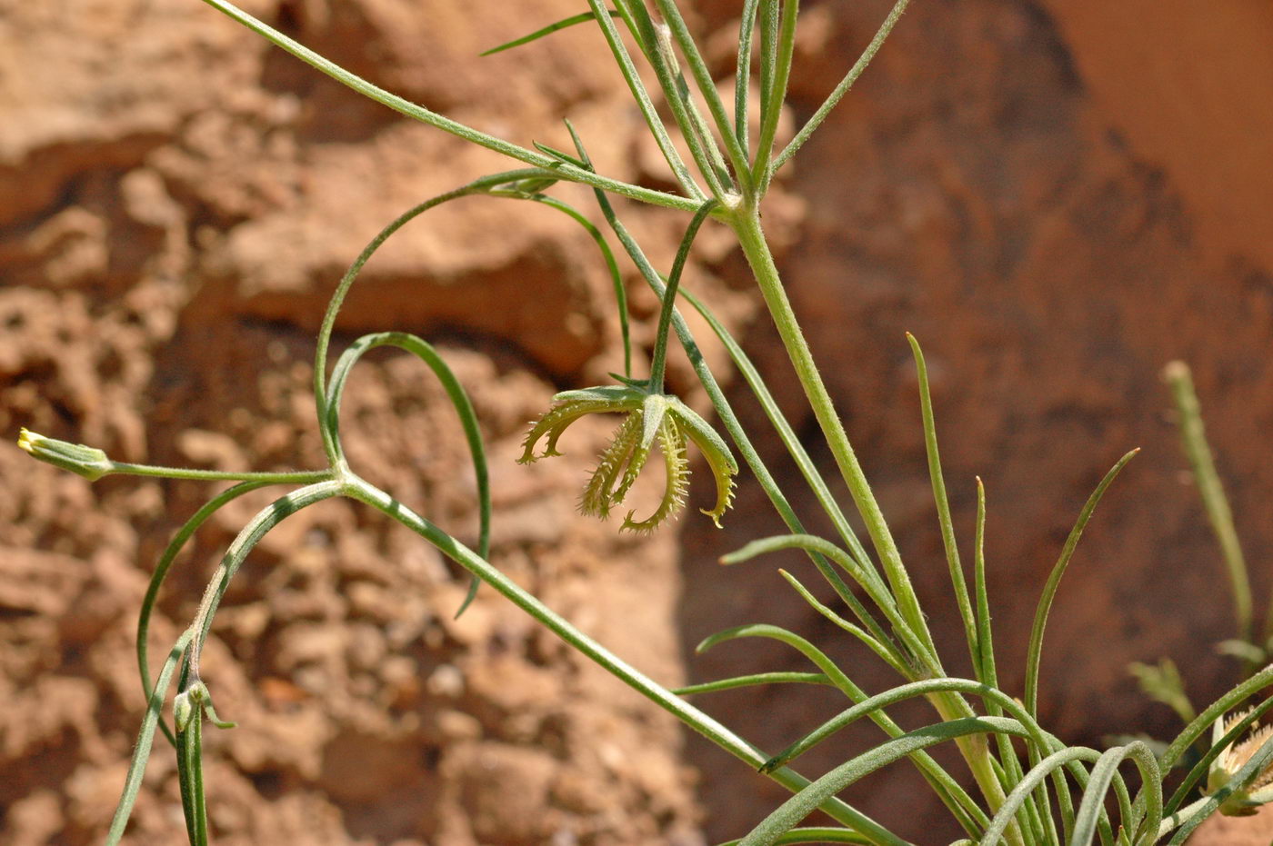 Image of Koelpinia linearis specimen.