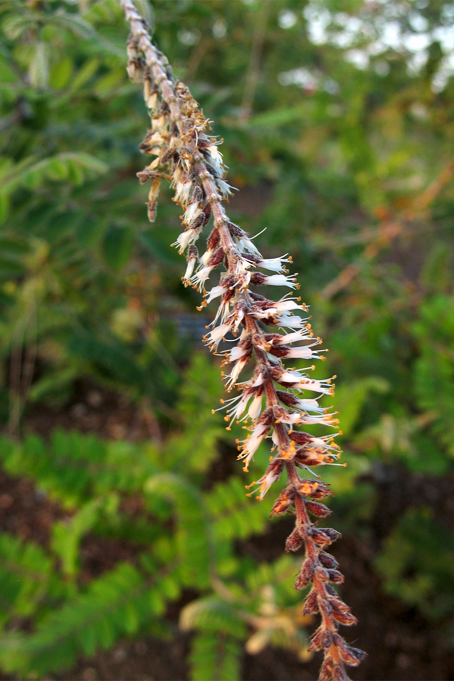 Image of Amorpha herbacea specimen.