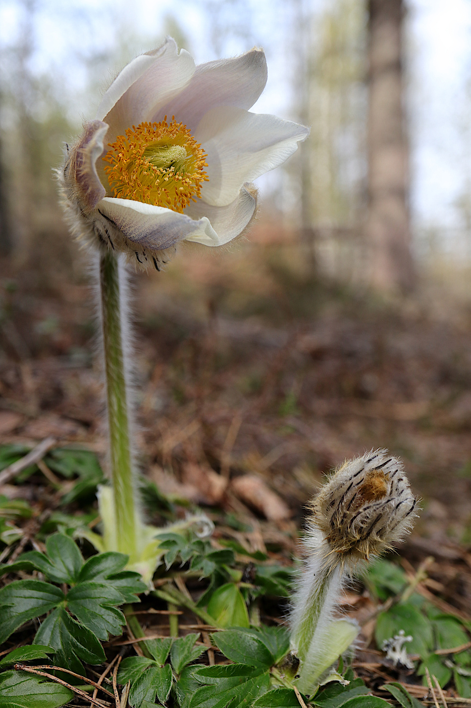 Image of Pulsatilla vernalis specimen.