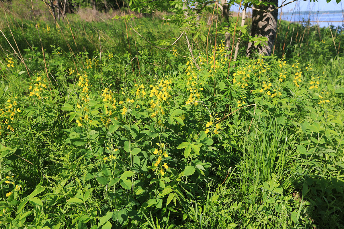 Image of Thermopsis lupinoides specimen.