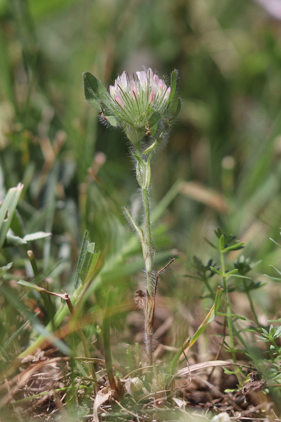 Image of Trifolium diffusum specimen.