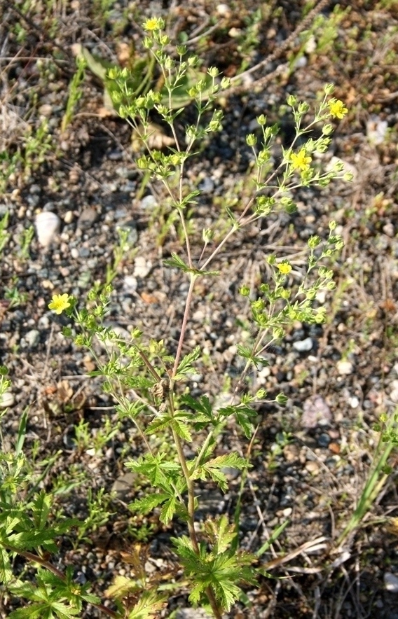 Image of Potentilla intermedia specimen.